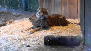 Big baby Cats at Point Defiance zoo