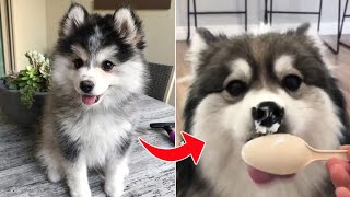 Cute and Funny Pomsky Puppies