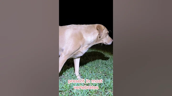 Can Dogs See In The Dark? 🐶 The Truth About Dog Vision #Shorts