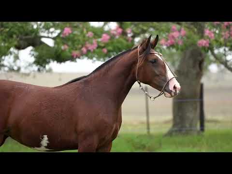 Lote 11 - Basca Ipanema