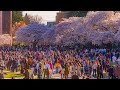 Blooming Beauty - Cherry Blossom at the University of Washington