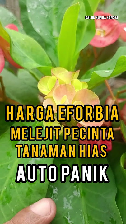 Bunga Euphorbia Lagi Naik Daun! Harga Tembus Ratusan Ribu, Jadi Incaran Pecinta Tanaman Hias!