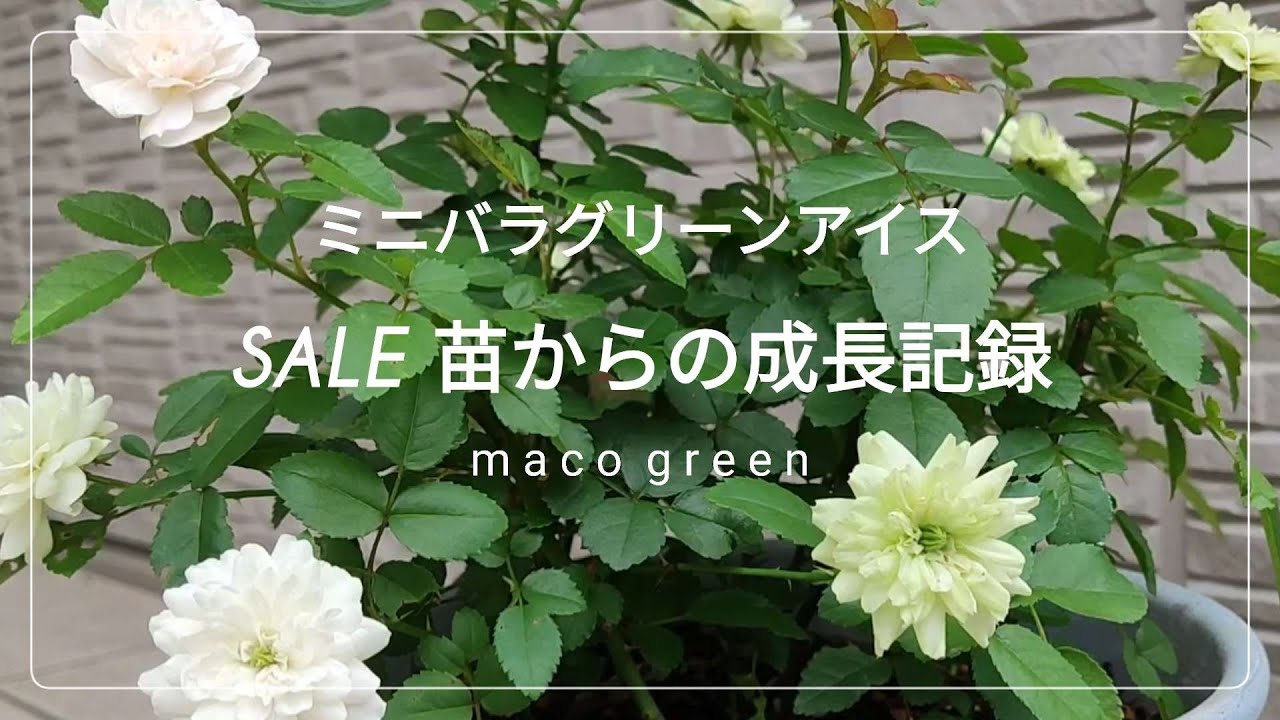 成長記録】グリーンアイス・初心者さんにお勧め・sale苗から復活 - YouTube