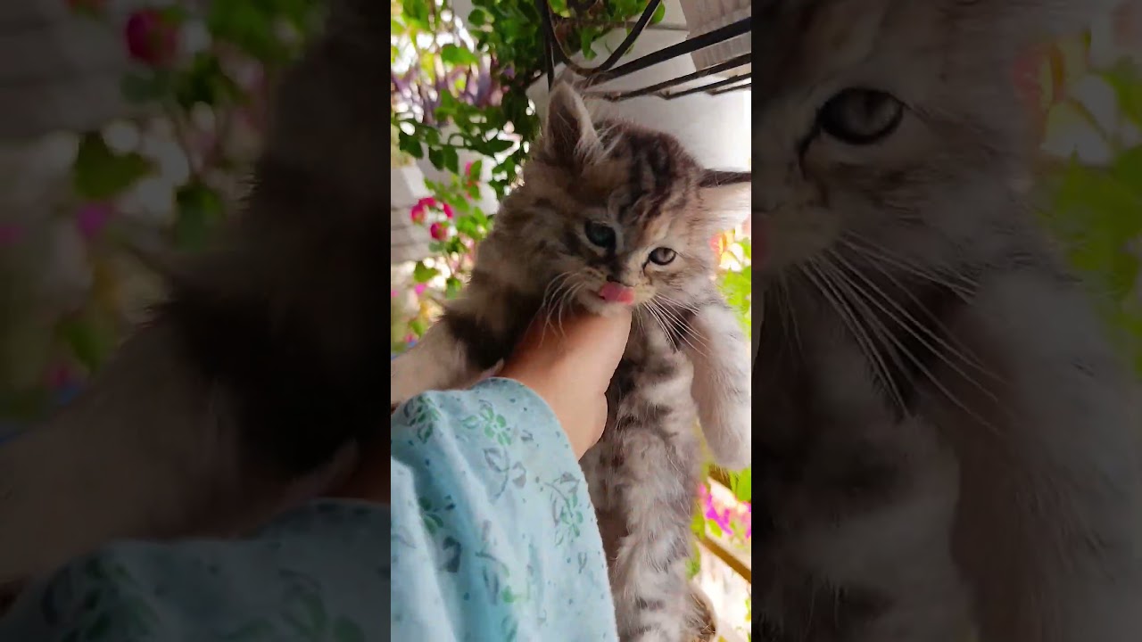 কত কিউট মোলিটা 🥰✨ #cat #catshorts #ytshort #fyp #shorts #nasheed #shortsfeed