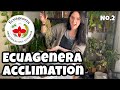 Ecuagenera acclimation no.2! 🪴 Acclimating imported plants