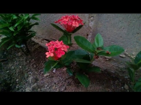 PLANTANDO MUDAS DE IXORA. - thptnganamst.edu.vn