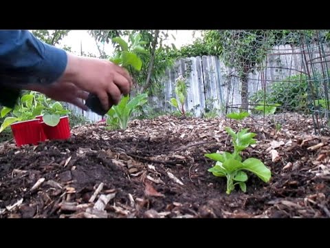 What S The Best Time To Transplant Seedlings Into The Garden