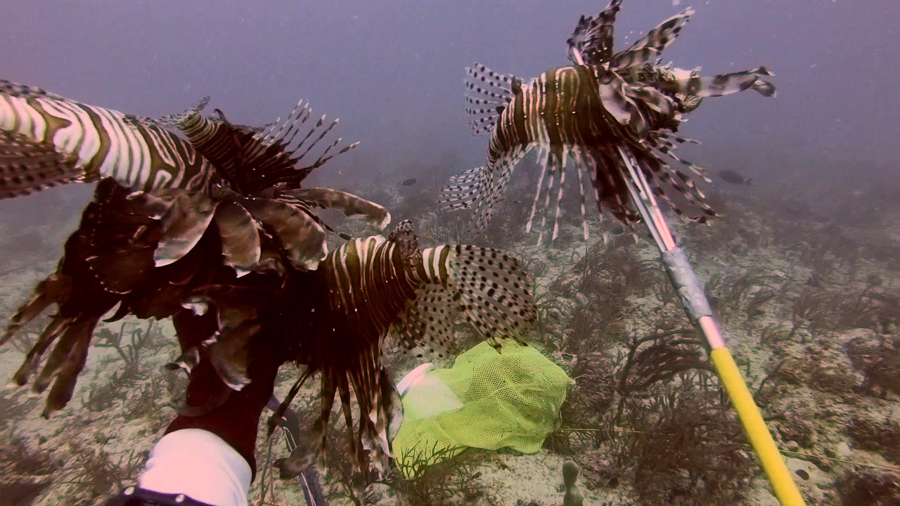 Lionfish Spearfishing YouTube
