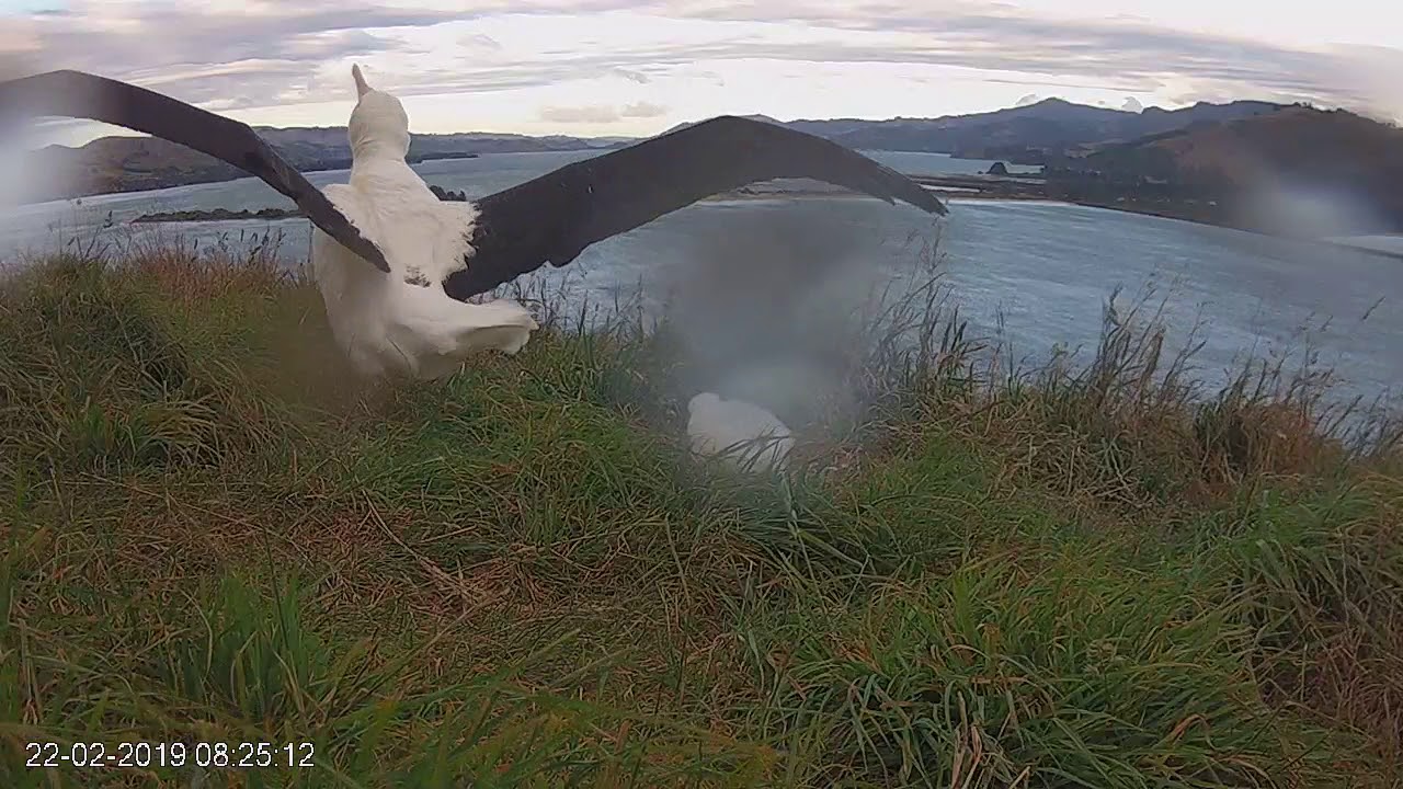 national parks development committee Royal Cam highlight 2019: South Plateau chick enters post guard stage 22 February