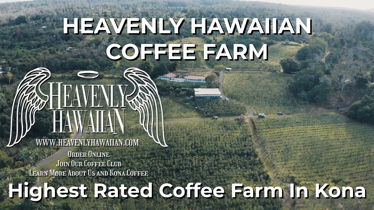 Heavenly Hawaiian Coffee Farm 100 Kona Coffee From The Big Island Of Hawaii YouTube