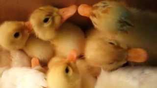 Ducklings! by jlee 23 views 6 years ago 44 seconds