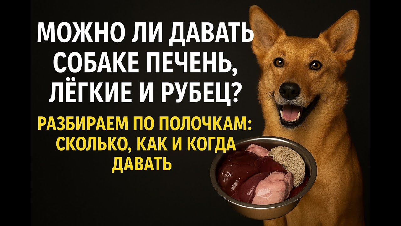 Можно ли собакам кисломолочные продукты?