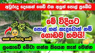 අවුරුදු දෙකෙන් ගෙඩි එන අලුත් පොල් ප්‍රබේධ | Coconut Sri Lanka 🥥🌴