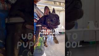 Look at this cute french bulldog at puppy school!  #frenchie #frenchbulldog #vlog #dog #shorts