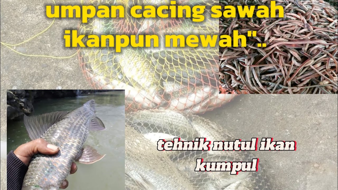 mancing ikan nilem upan cacing sawah terasa mewah .