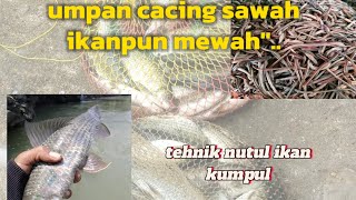 mancing ikan nilem upan cacing sawah terasa mewah . mancing ikan nilem upan cacing sawah terasa mewah .