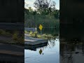 #nature #asmr #asmrsounds #water #floridaeverglades #florida