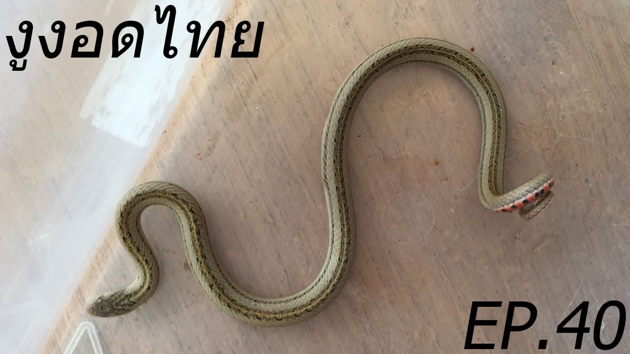 (Ep.40) Snakes of Thailand - งูงอดไทย (Striped Kukri Snake)