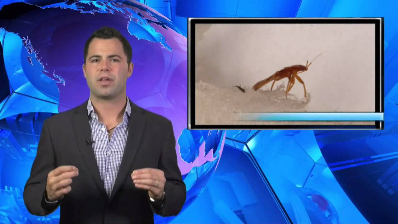 Arizona Pest Control Company on History Channel YouTube