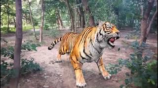 Junglee ||Sher Ka shikar ||Shivam. Sh|| video Sort movie new Badaun