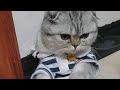 🇺🇸SciWorthyCan I keep this cat as a pet!#tiktok #Science #cat #popular #usa