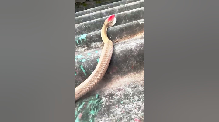 "What's That on the Snake's Head?"