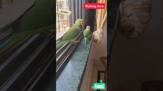 Walking 🚶♀️ Time 🦜 #Parrot #birds #shorts #BestVibes