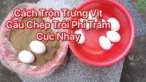 Cách Trộn Trứng Vịt Câu Cá  Chép ,Trôi ,Trắm Phi ,Tra,Trê ,Mè Cực Kỳ Hiệu Qủa Ko Phải Ai Củng Biết