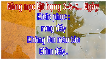 Nòng Nọc Lật Bụng, Trướng Hơi, Nổi Xác, Rong Đáy Giai Đoạn 3 -5 - 7 Ngày| Kỹ Thuật Trị Bệnh Ếch.