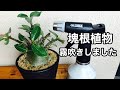 【塊根植物】Caudex/霧吹き/Gloria「Fine Sprayer Pro 05」