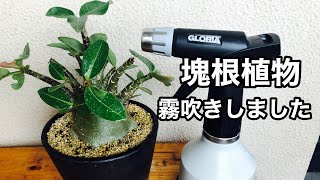 【塊根植物】Caudex/霧吹き/Gloria「Fine Sprayer Pro 05」