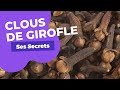 Tout savoir sur les clous de girofle