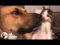 Pequeña gatita y gran perro son mejores amigos | El Dodo