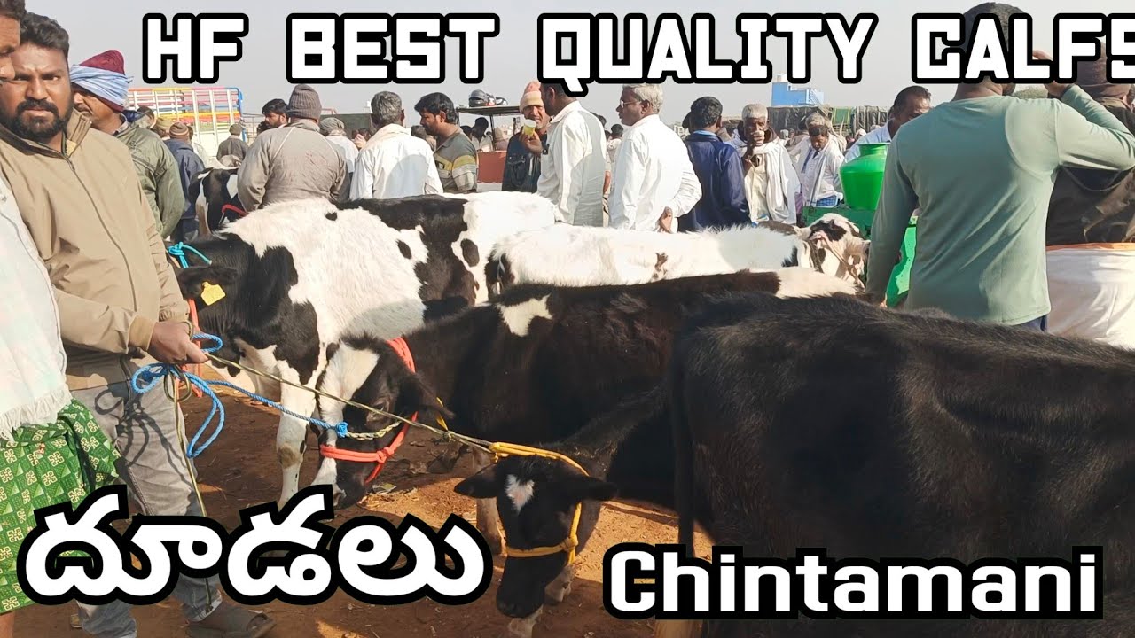 Weekly Cows Market 🐄🐄