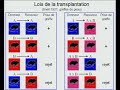 Immunologie de la  transplantation