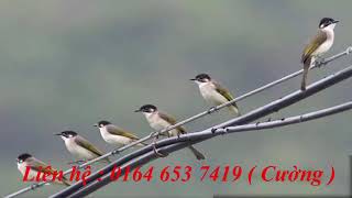[ Video 275 ] Tiếng chim chào mào xanh di cư gọi bầy  chào mào núi  mp3