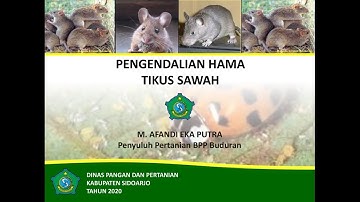 Pengendalian Hama Tikus Sawah (Flipchart - Materi Penyuluhan Pertanian) Vlog Tani Kang Caping