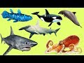 Sea Life Vocabulary in English 🐙 | Can You Name Them All? Repeat and Learn!