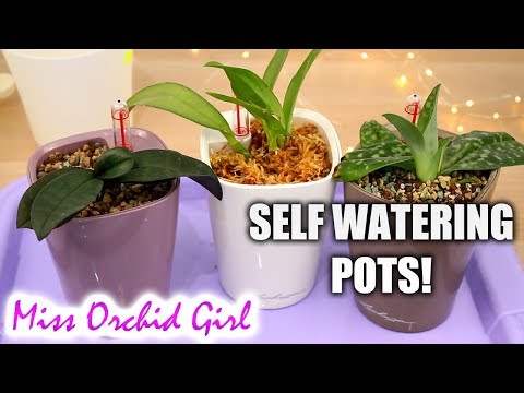 Trying Lechuza self watering system with Orchids - First impressions