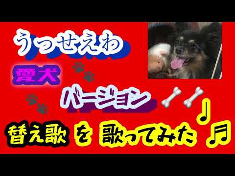 【替え歌】「うっせぇわ」愛犬ソラ版を歌ってみた！【Cutest chihuahua video compilation】