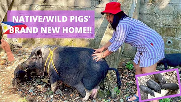 Native/Wild Pigs' New Home!! | Why and How We Transferred Them