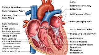 Histology of the heart