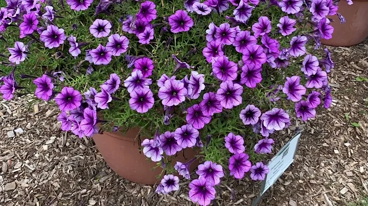 2022 Trial Garden Tour