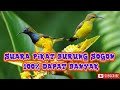 SUARA PIKAT BURUNG SOGON PALING AMPUH #suarapikatburungsogokontong #sogokontongribut#pikatsogonampuh