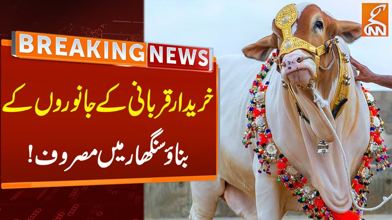Cattle Market 2024 Updates Breaking News GNN YouTube