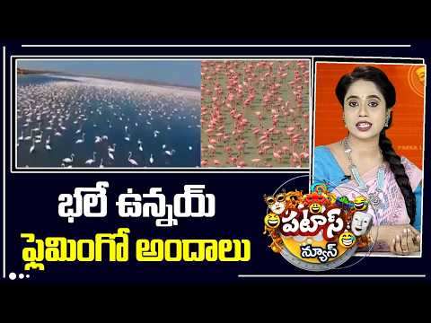 భలే ఉన్నయ్ ఫ్లెమింగో అందాలు |  Flamingo Birds Becomes Special Attraction | 10TV - 10TVNEWSTELUGU