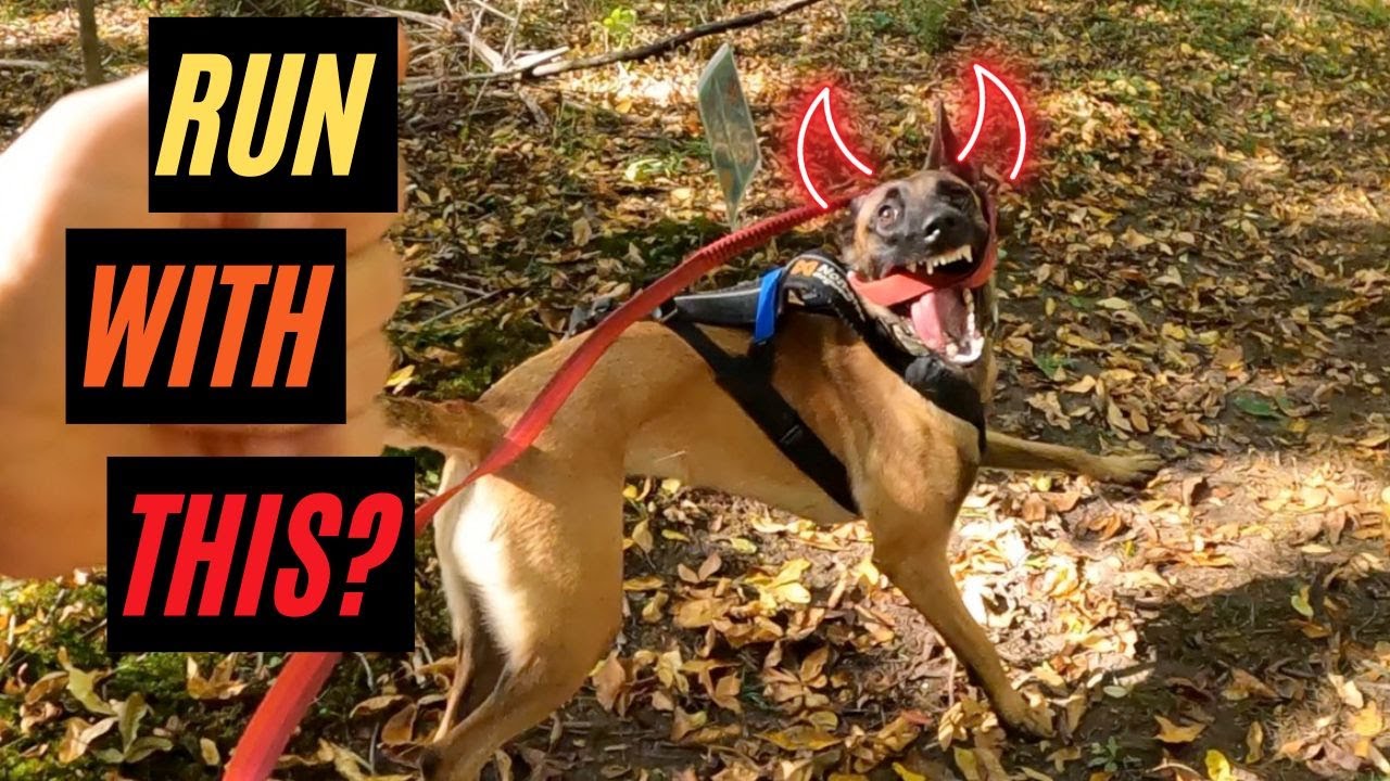 Trail Running with Belgian Malinois (Bristol Woods Park, WI)