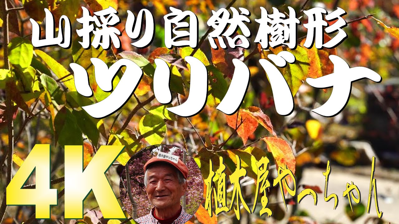 山採り自然樹形のツリバナ紅葉絶品 2021 - YouTube