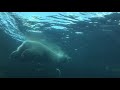 [겁나신나부부 월드투어 🌎] 캐나다 수영하는 북극곰