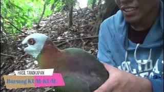 Hunting Dipantai Tidak Sengaja Dapat Burung KUM-KUM Hasil Tangkapan